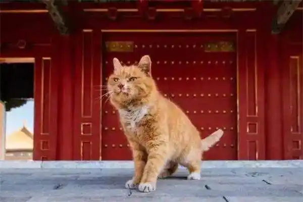 预测世界杯比赛结果而闻名的动物-世界上以枫叶闻名的地方