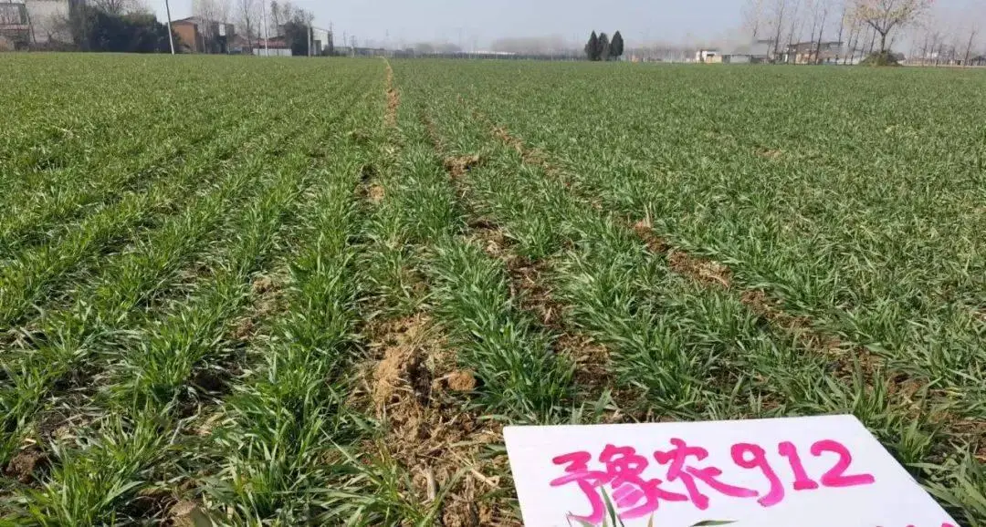 豫艺种业科技发展有限公司_河南豫科种业有限公司_豫科机械有限公司