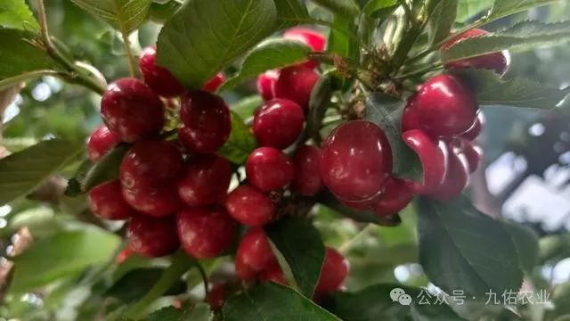 绿云科技有限公司官网_绿云科技客服电话_绿云科技有限公司